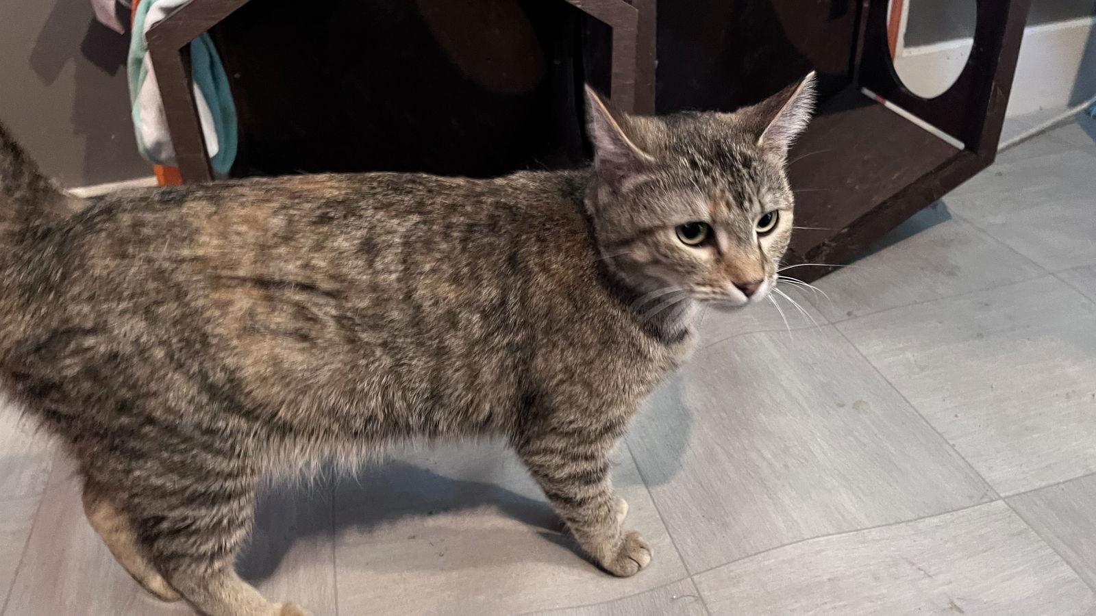 Pretty girl, a Adoptable Domestic Short Hair in Rochester, NY image 2/2