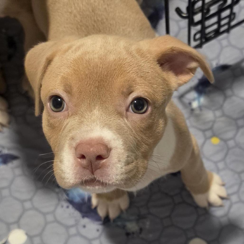 Enlarge Cream Puff, a Adoptable mixed breed in Grapevine, TX image 1/6