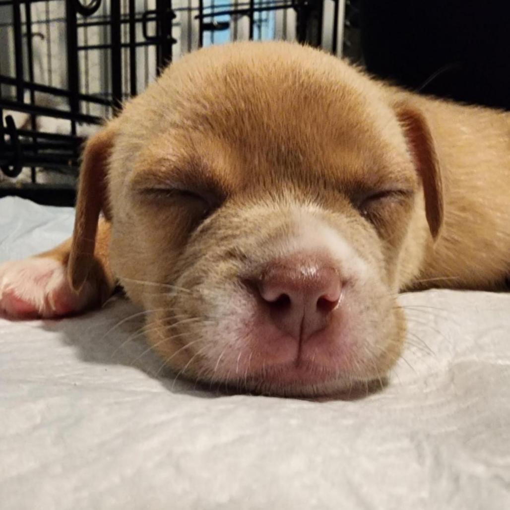 Enlarge Cream Puff, a Adoptable mixed breed in Grapevine, TX image 2/6