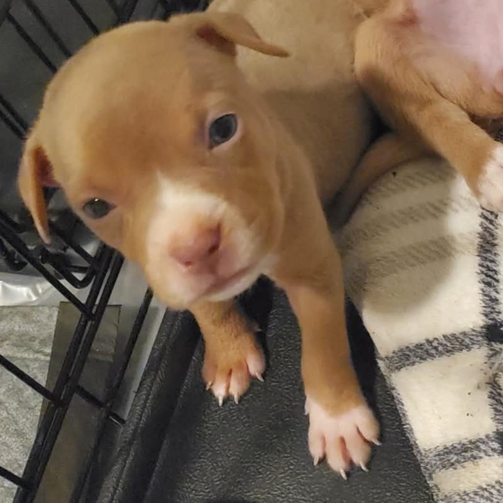 Enlarge Cream Puff, a Adoptable mixed breed in Grapevine, TX image 3/6