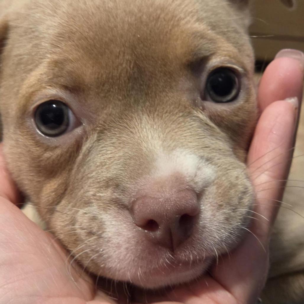 Enlarge Cream Puff, a Adoptable mixed breed in Grapevine, TX image 4/6
