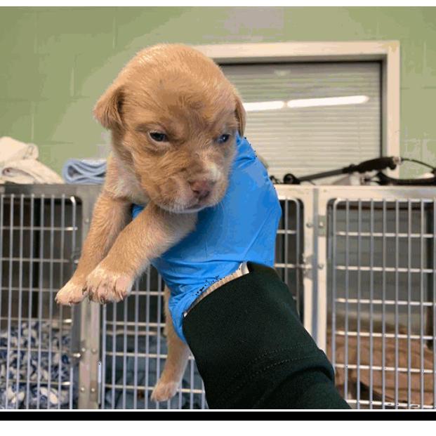 Enlarge Cream Puff, a Adoptable mixed breed in Grapevine, TX image 5/6