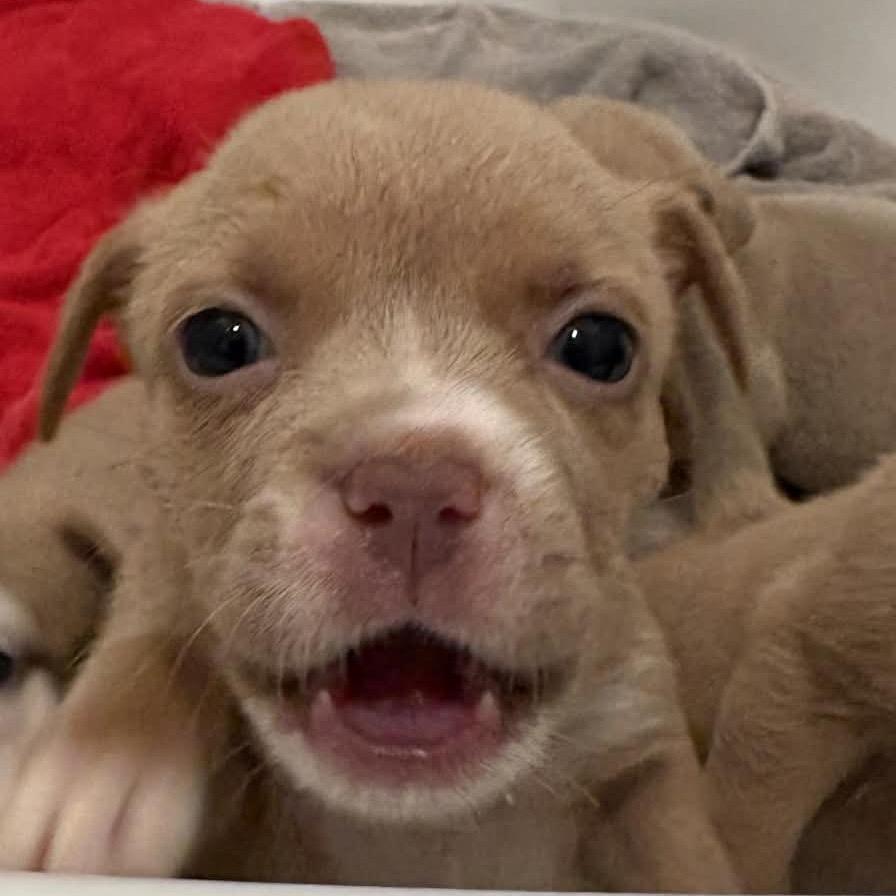 Enlarge Cream Puff, a Adoptable mixed breed in Grapevine, TX image 6/6