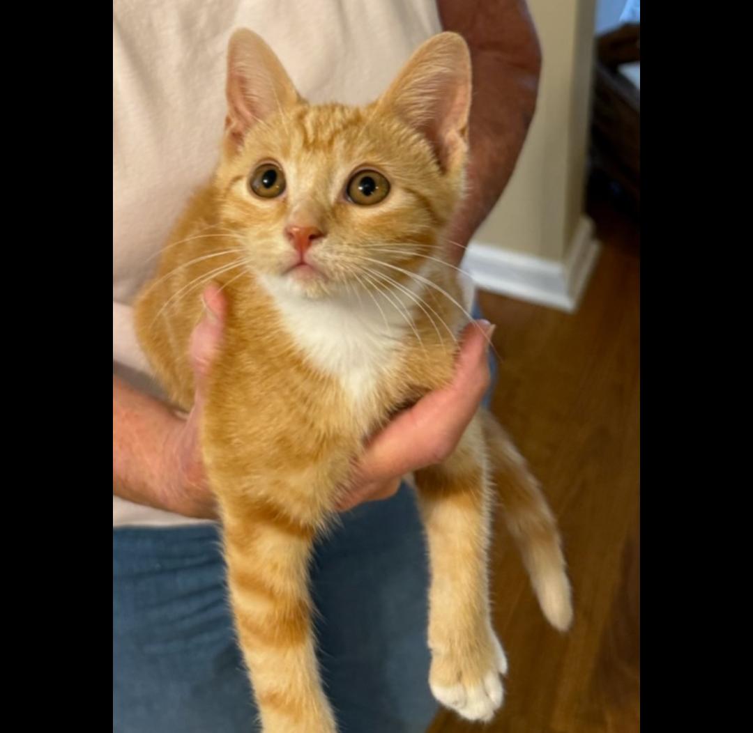 Little Bit - Freedom Farm, Adopted, Kitten Male Domestic Short Hair.