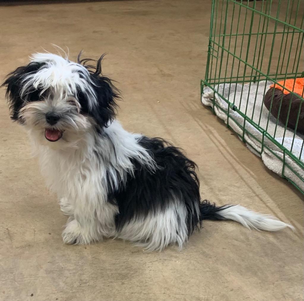 Peabody, Adoptable, Puppy Male Maltese & Japanese Chin.