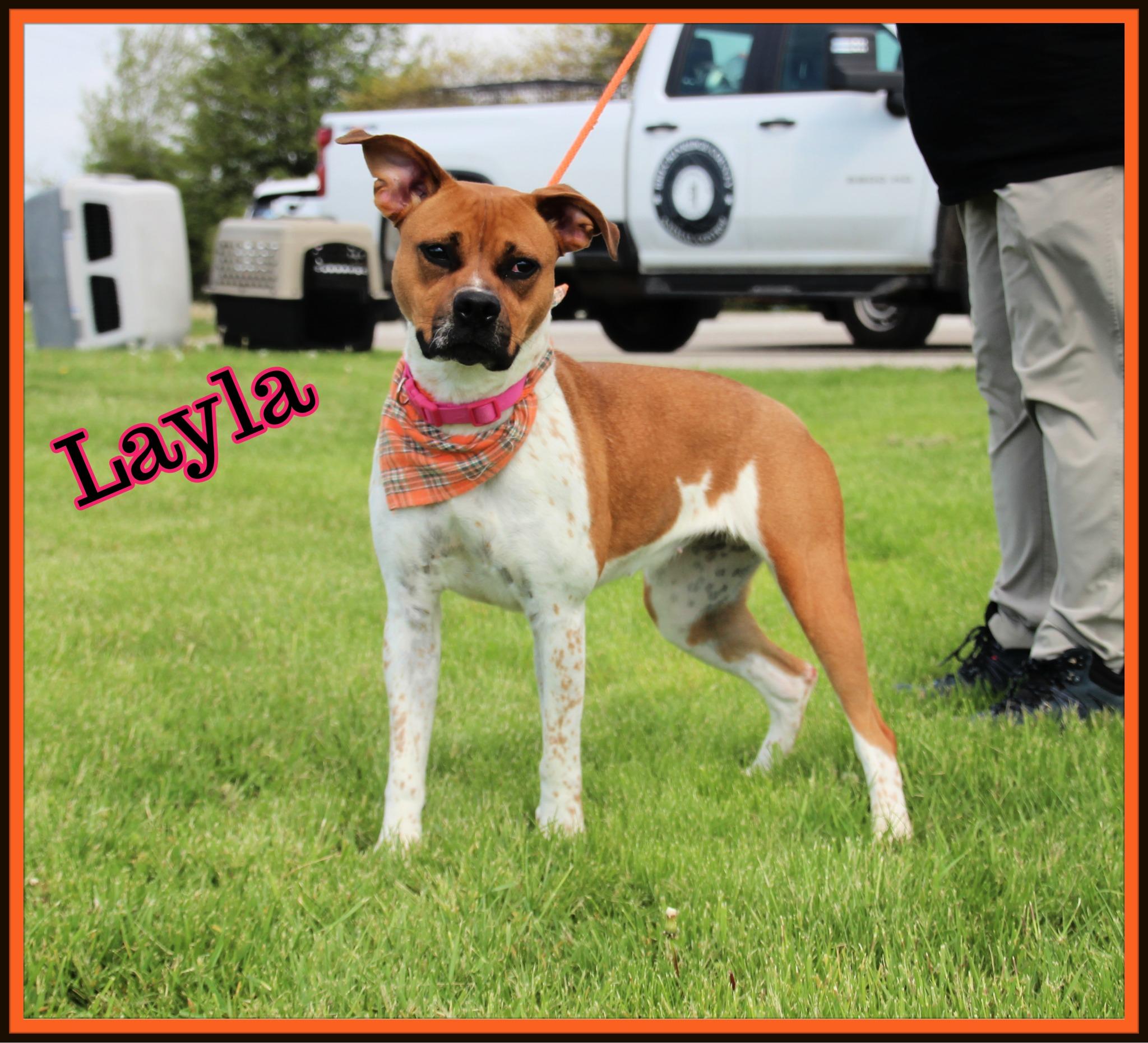 Layla