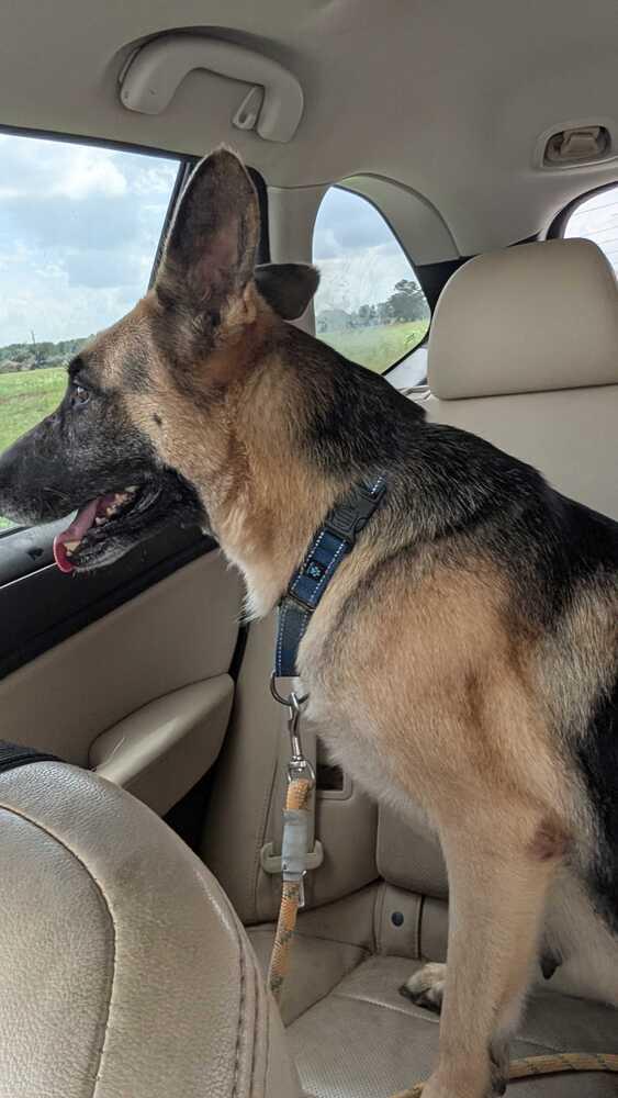 Maia, Adoptable, Adult Female German Shepherd Dog.