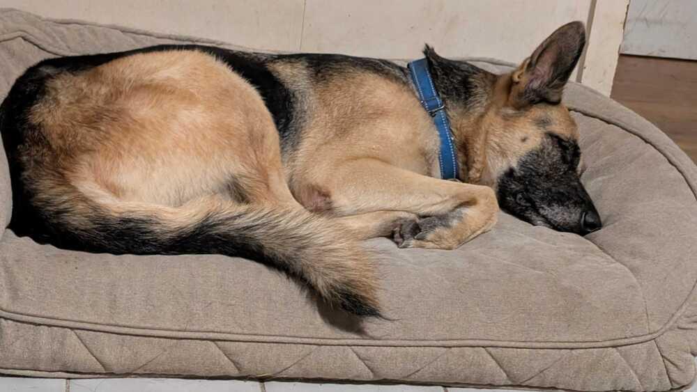 Maia, a Adoptable German Shepherd Dog in Houston, TX image 2/3