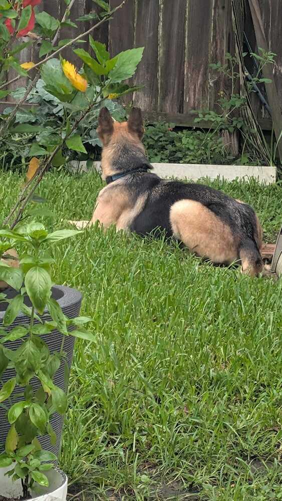 Maia, a Adoptable German Shepherd Dog in Houston, TX image 3/3