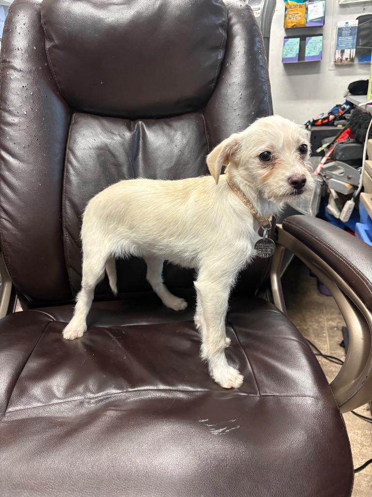 Señor Bigote, Adoptable, Puppy Male Terrier.