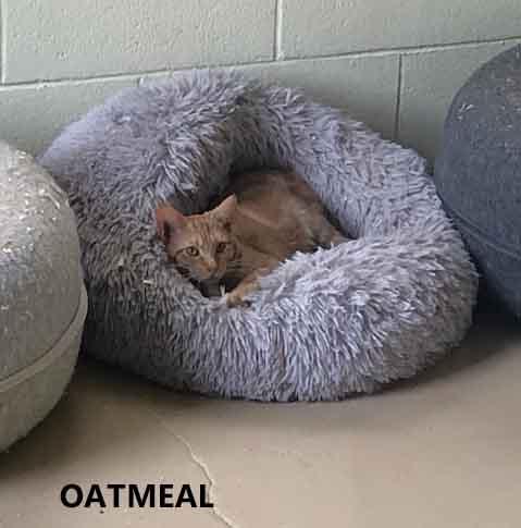 Enlarge Oatmeal, a ADOPTABLE Domestic Short Hair in Washington, GA image 1/1