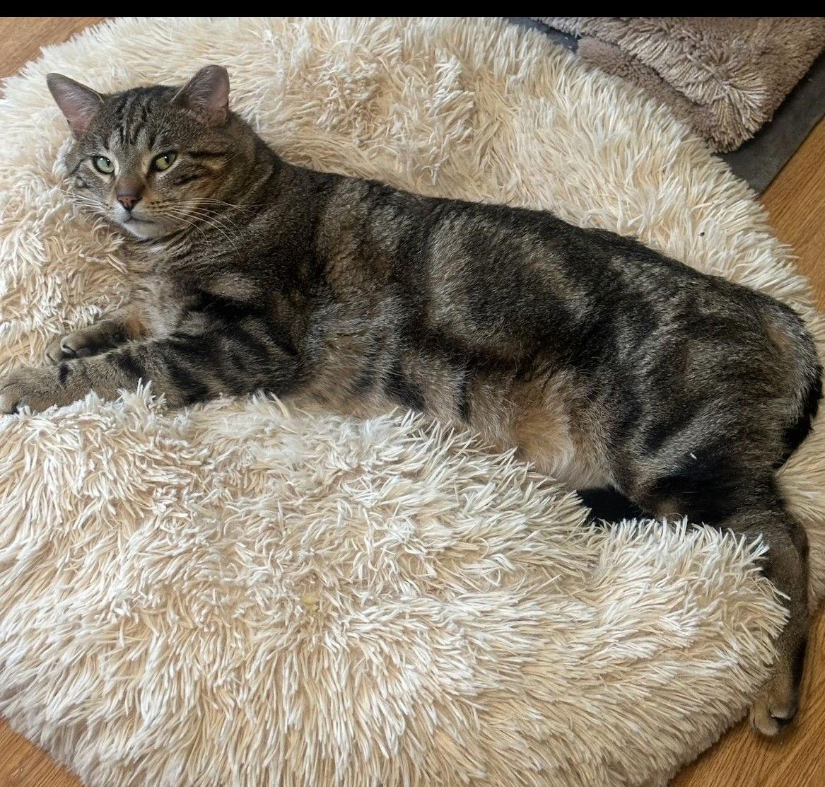 Apollo, a Adoptable Domestic Short Hair in Evergreen, CO image 1/3