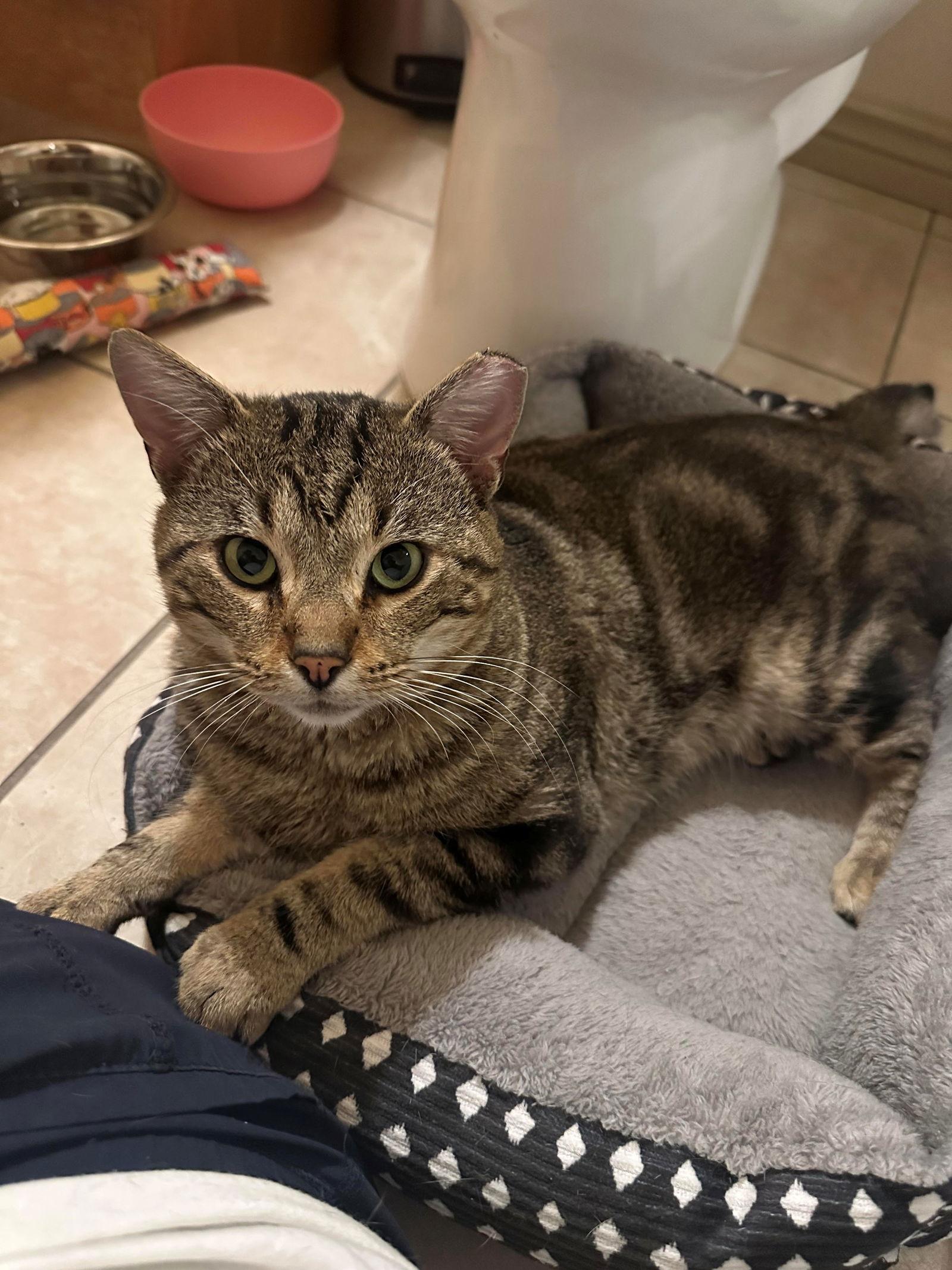 Apollo, a Adoptable Domestic Short Hair in Evergreen, CO image 2/3