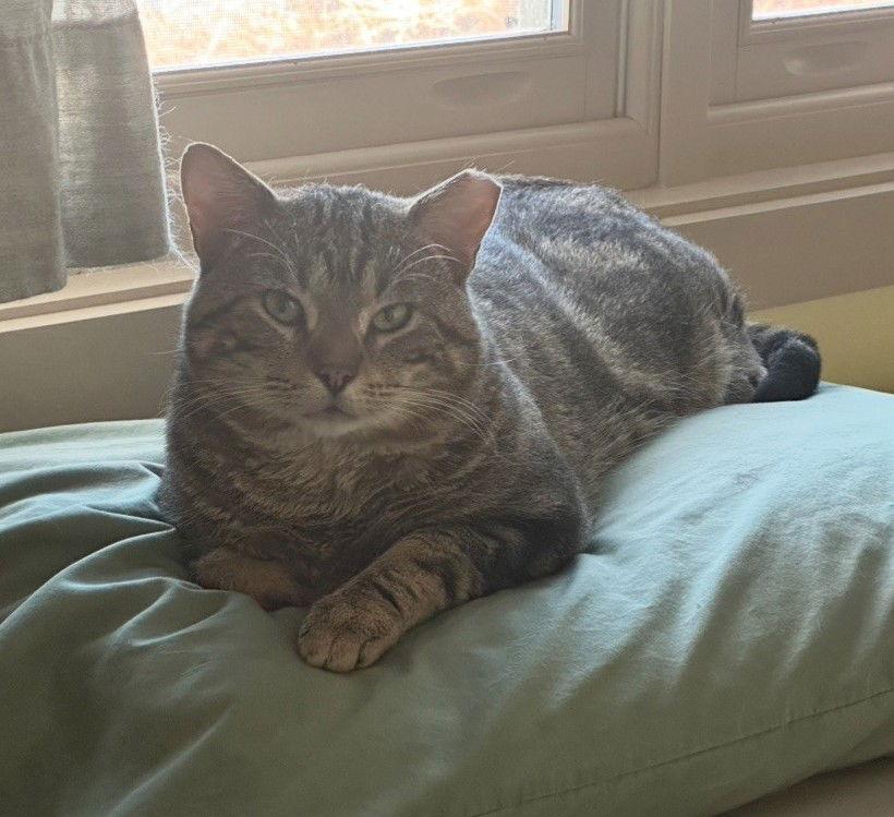 Apollo, a Adoptable Domestic Short Hair in Evergreen, CO image 3/3