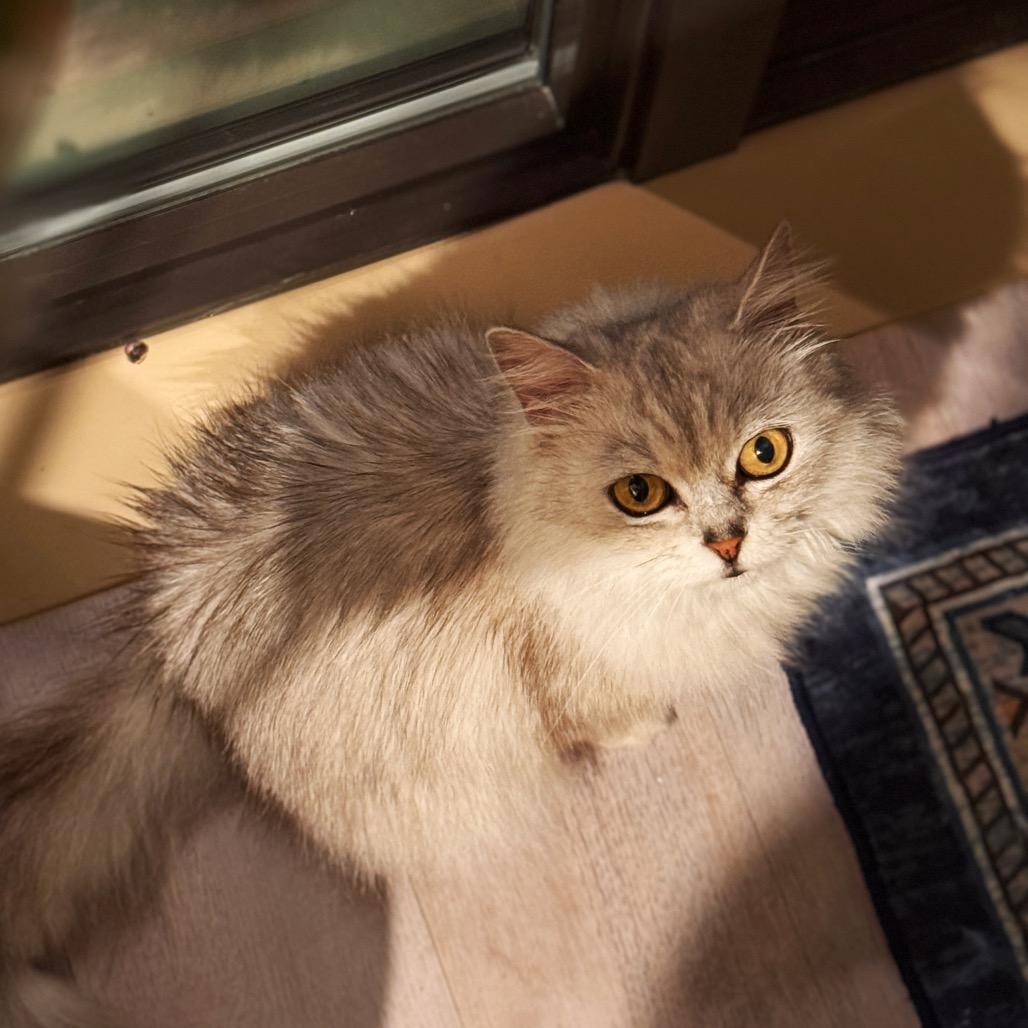 Enlarge Jewel, a Adoptable mixed breed in Silver Spring, MD image 4/6