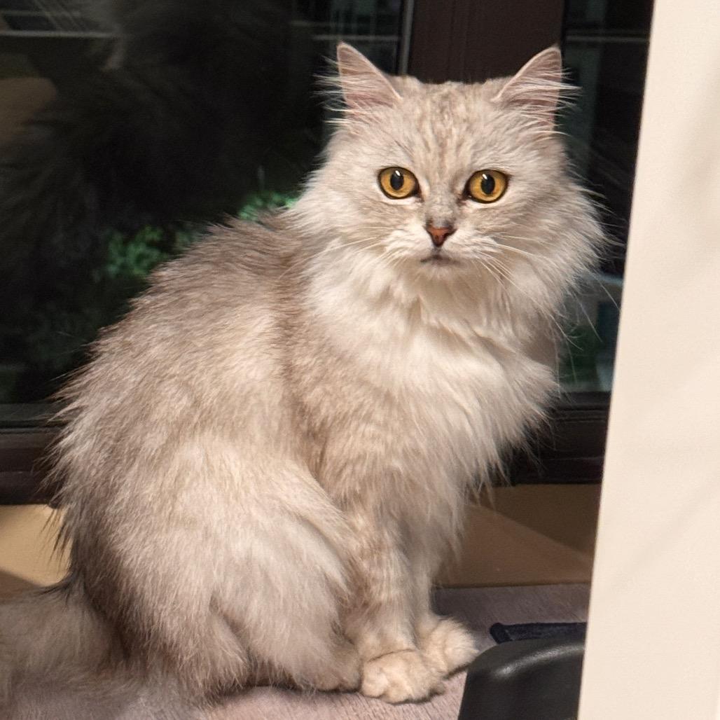 Enlarge Jewel, a Adoptable mixed breed in Silver Spring, MD image 5/6
