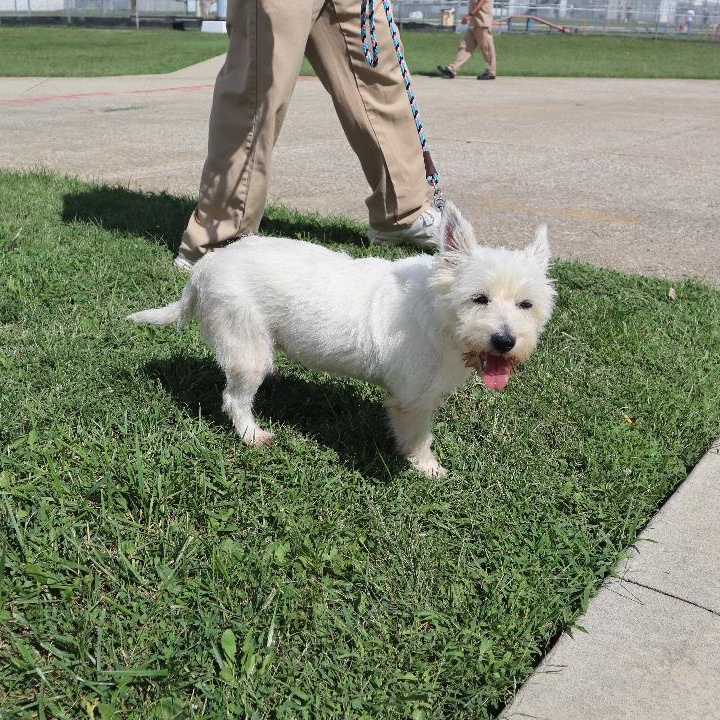 Enlarge Kali, a Adopted West Highland White Terrier / Westie in Goshen, KY image 2/3