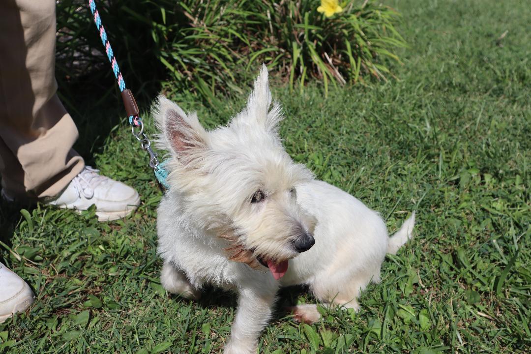 Kali, Adopted, Adult Female West Highland White Terrier / Westie.