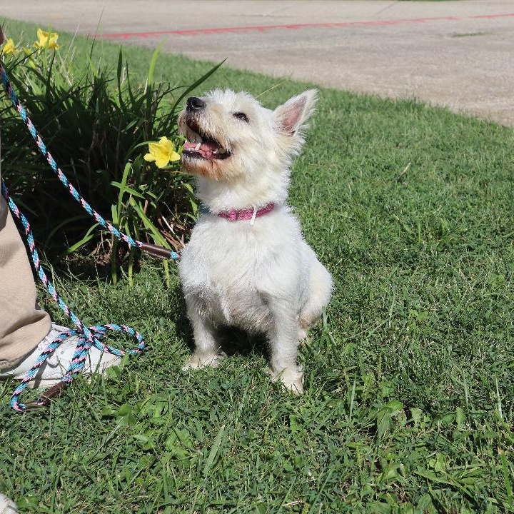 Enlarge Kali, a Adopted West Highland White Terrier / Westie in Goshen, KY image 3/3