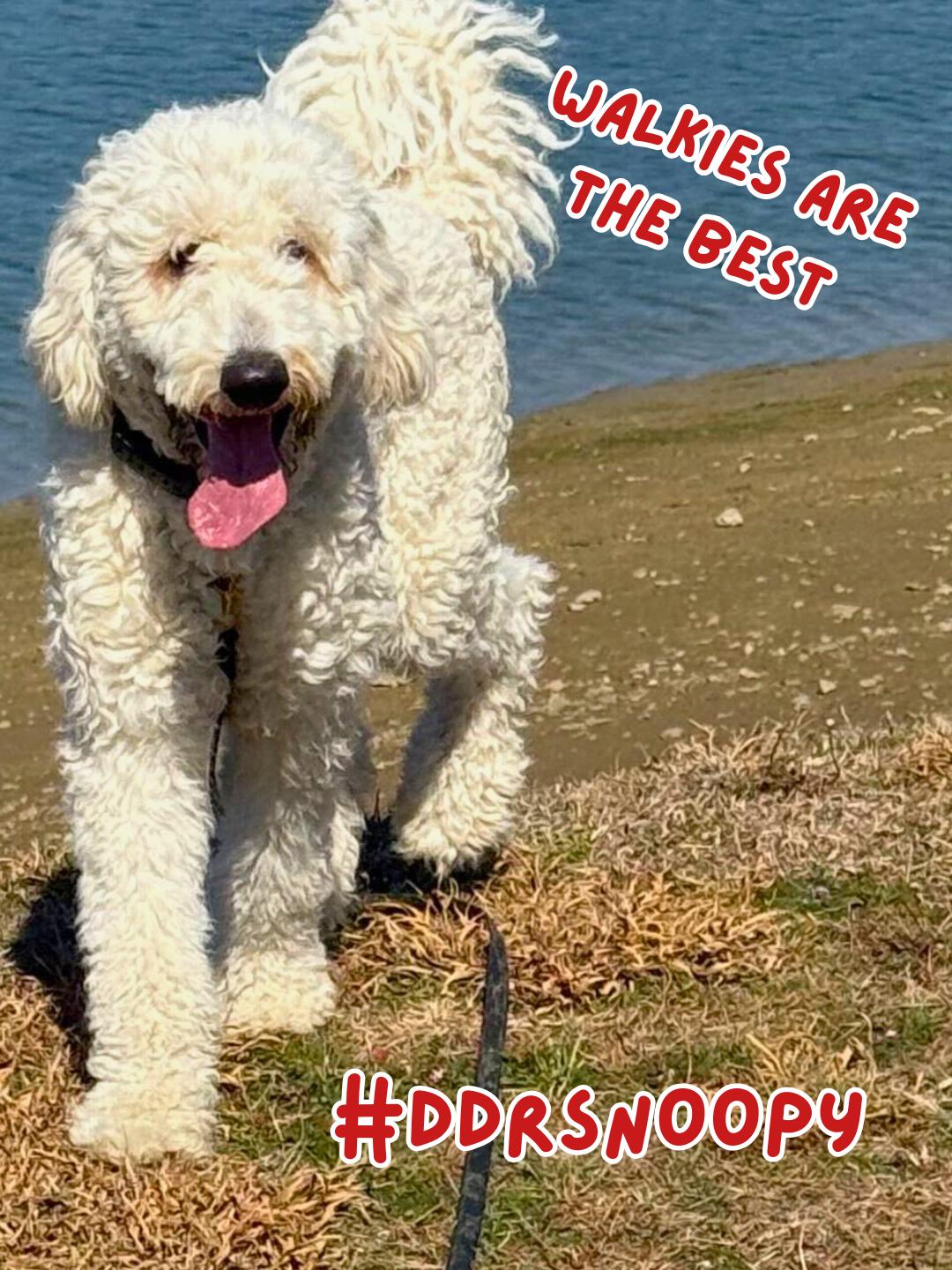Enlarge Snoopy, an adopted Goldendoodle in Garland, TX image 4/4