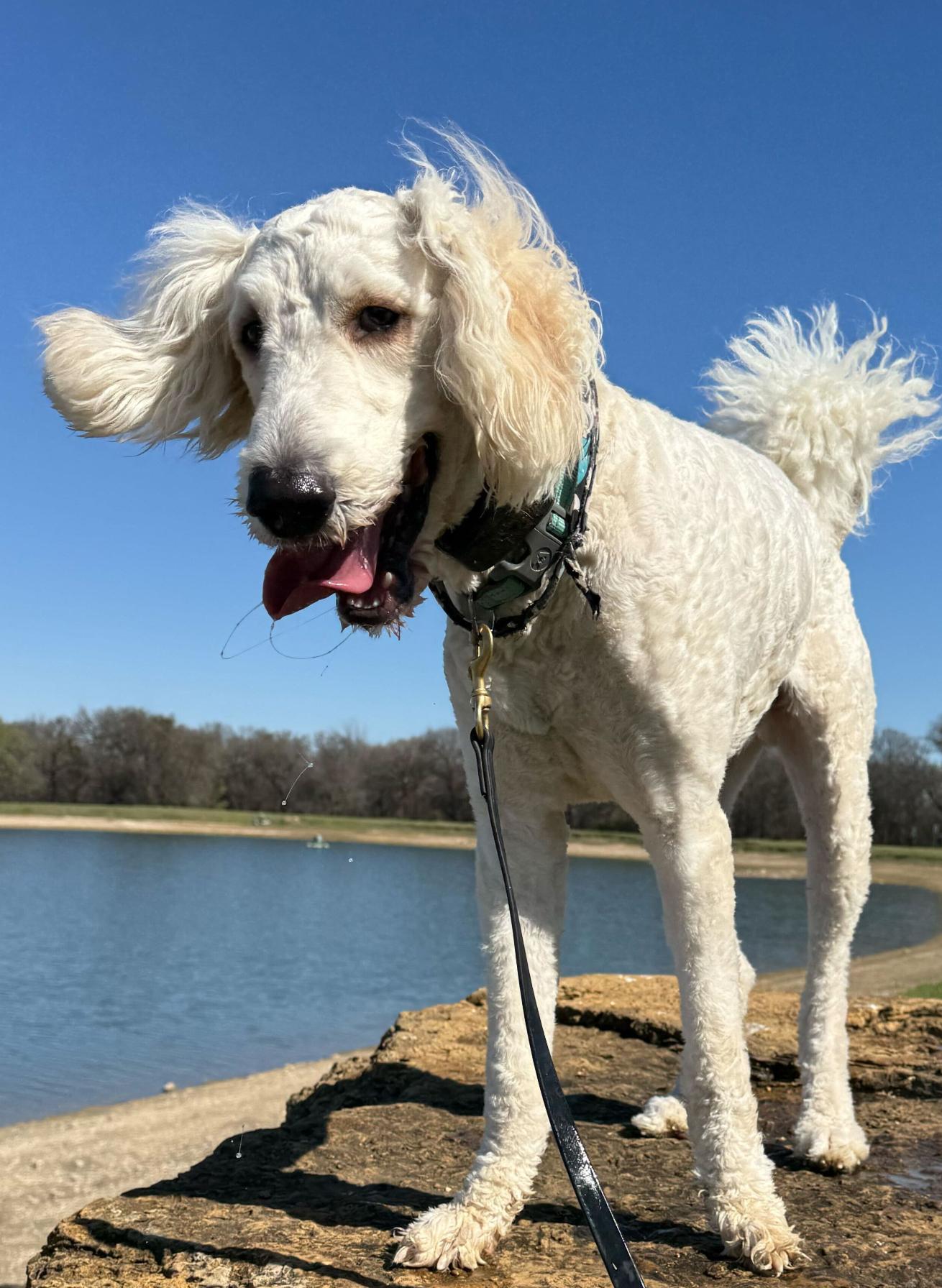 Snoopy, adopted, Puppy Male Goldendoodle.