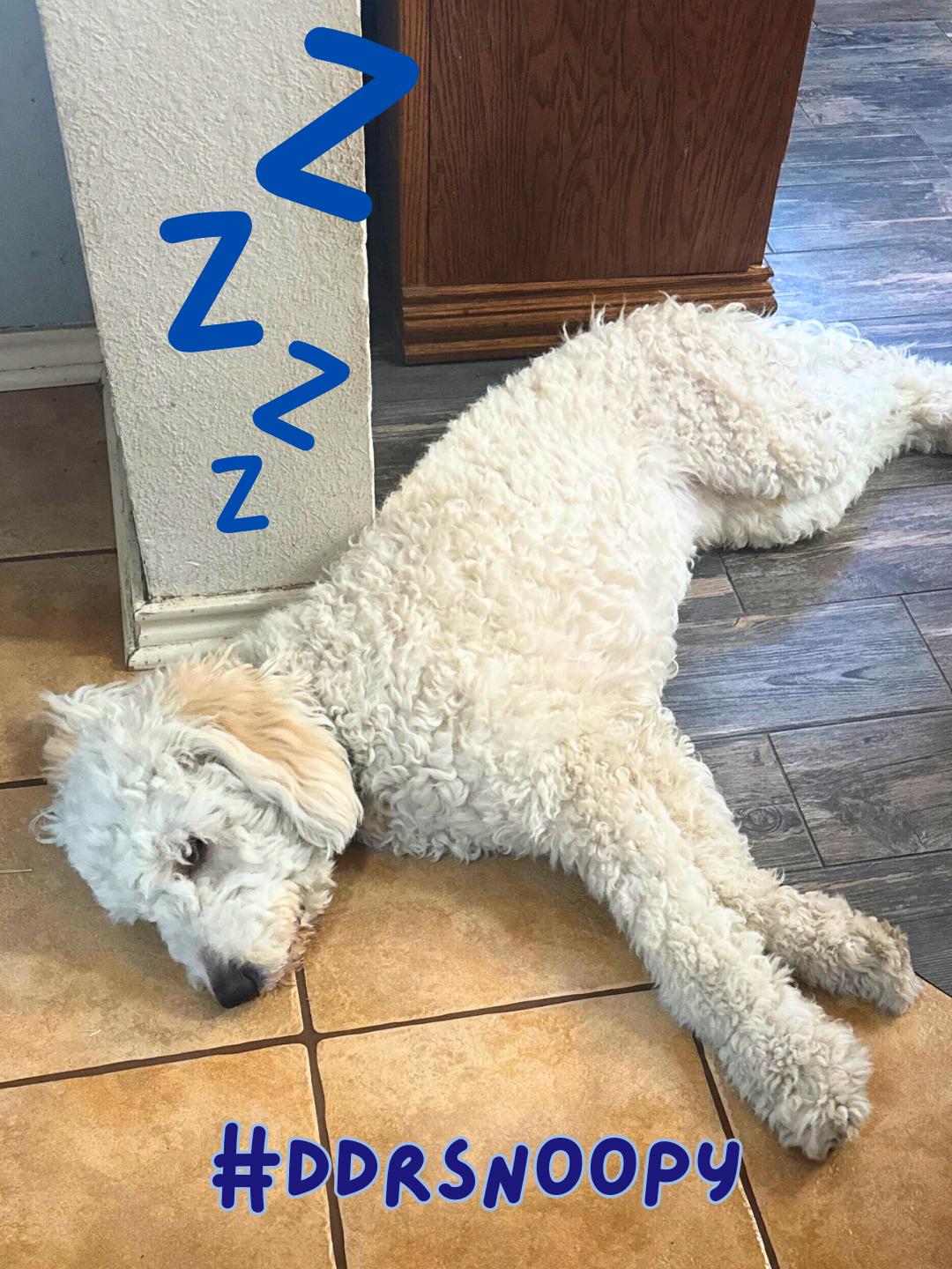 Enlarge Snoopy, an adopted Goldendoodle in Garland, TX image 2/4