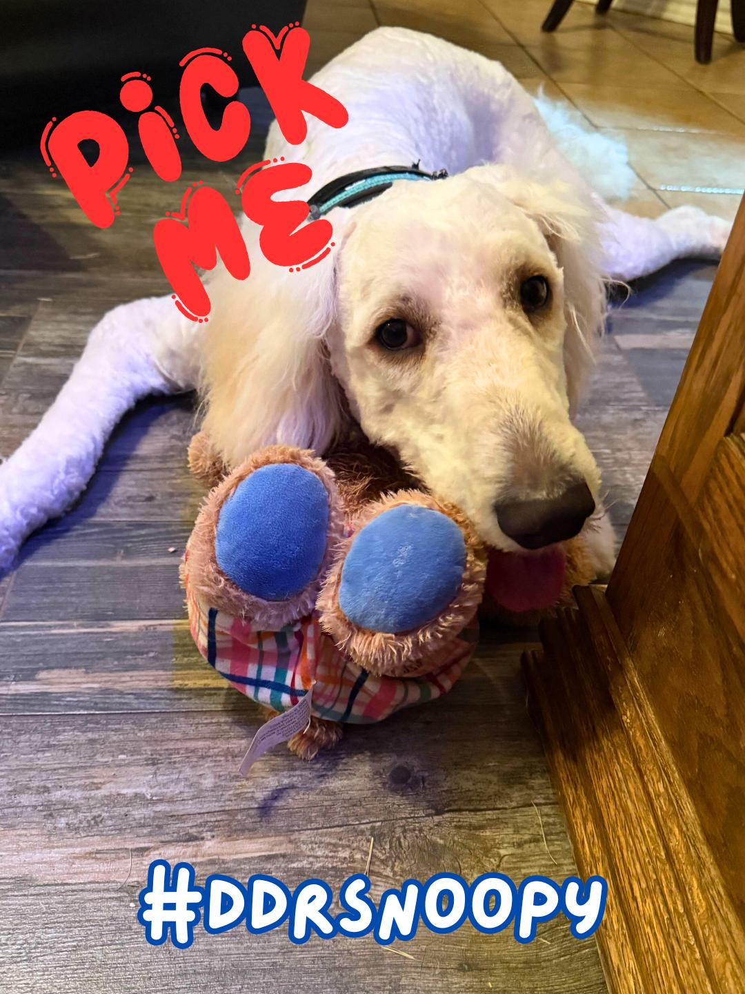 Enlarge Snoopy, an adopted Goldendoodle in Garland, TX image 3/4