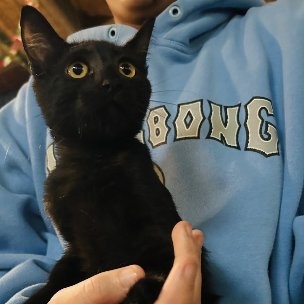 Phantom, Adoptable, Kitten Male Domestic Short Hair.