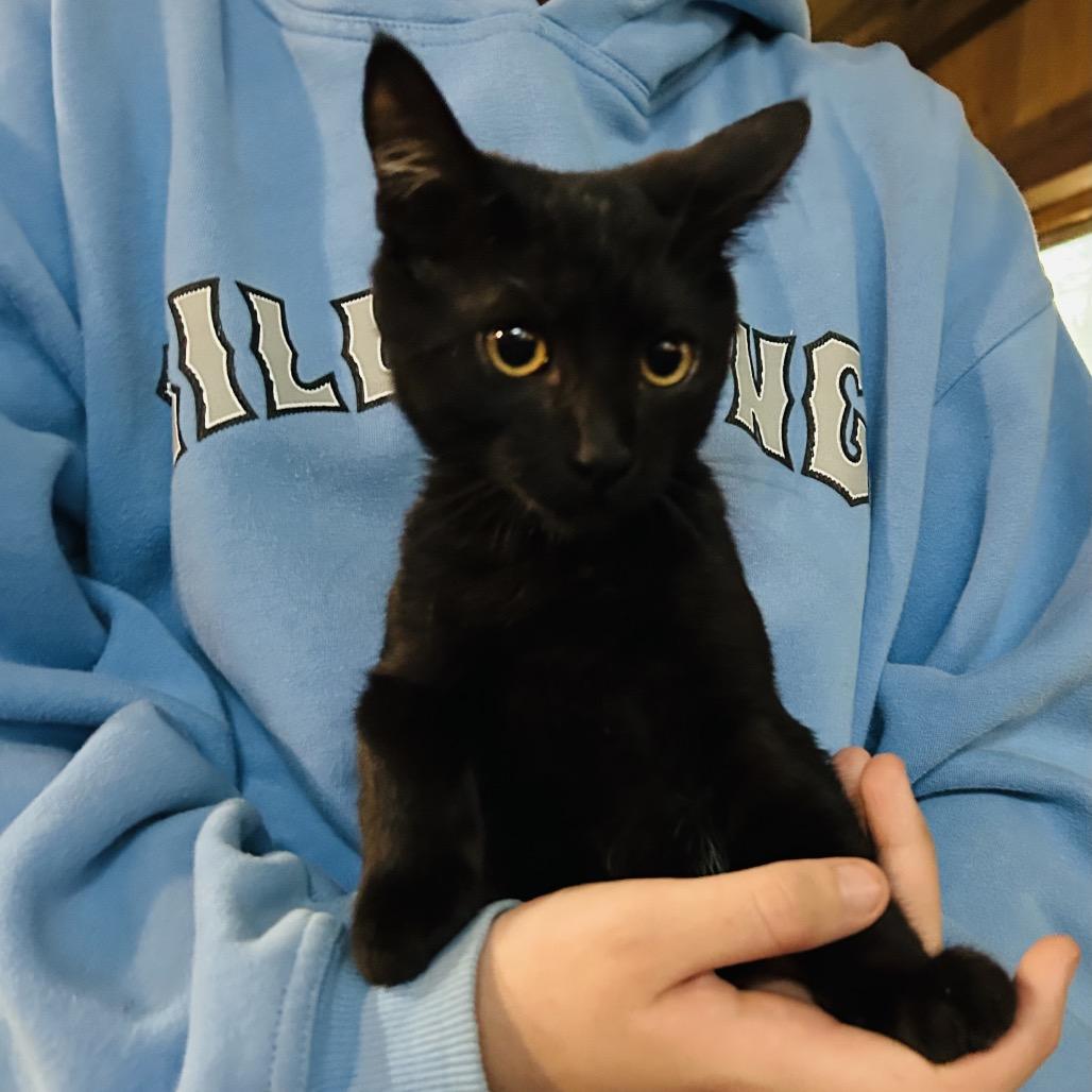 Enlarge Phantom, a Adoptable Domestic Short Hair in Pahoa, HI image 2/4