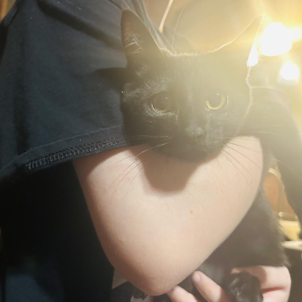 Enlarge Phantom, a Adoptable Domestic Short Hair in Pahoa, HI image 3/4