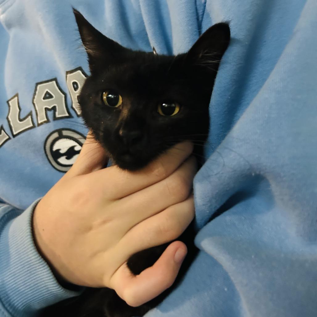 Enlarge Phantom, a Adoptable Domestic Short Hair in Pahoa, HI image 4/4