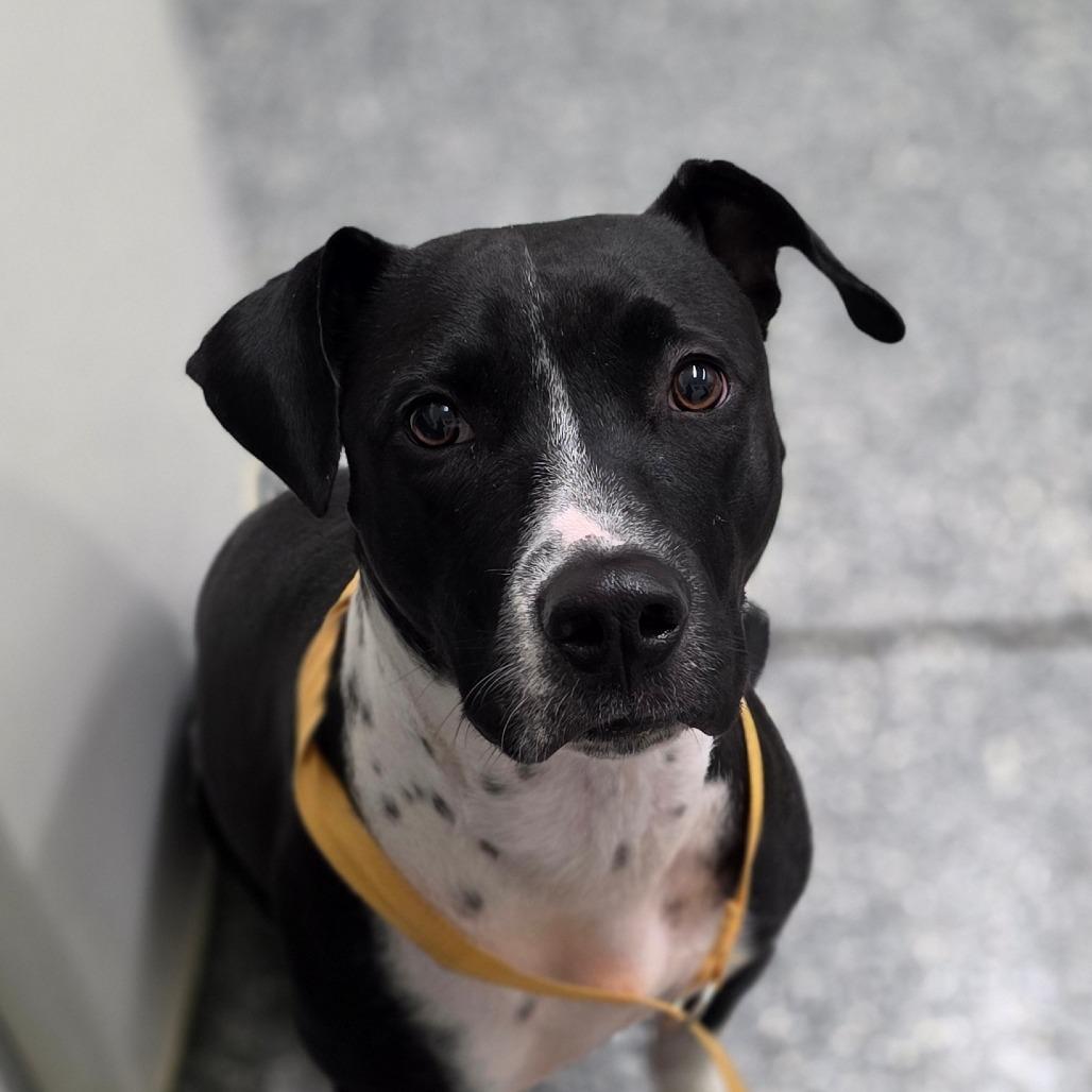 Diamond, Adoptable, Young Female Terrier.