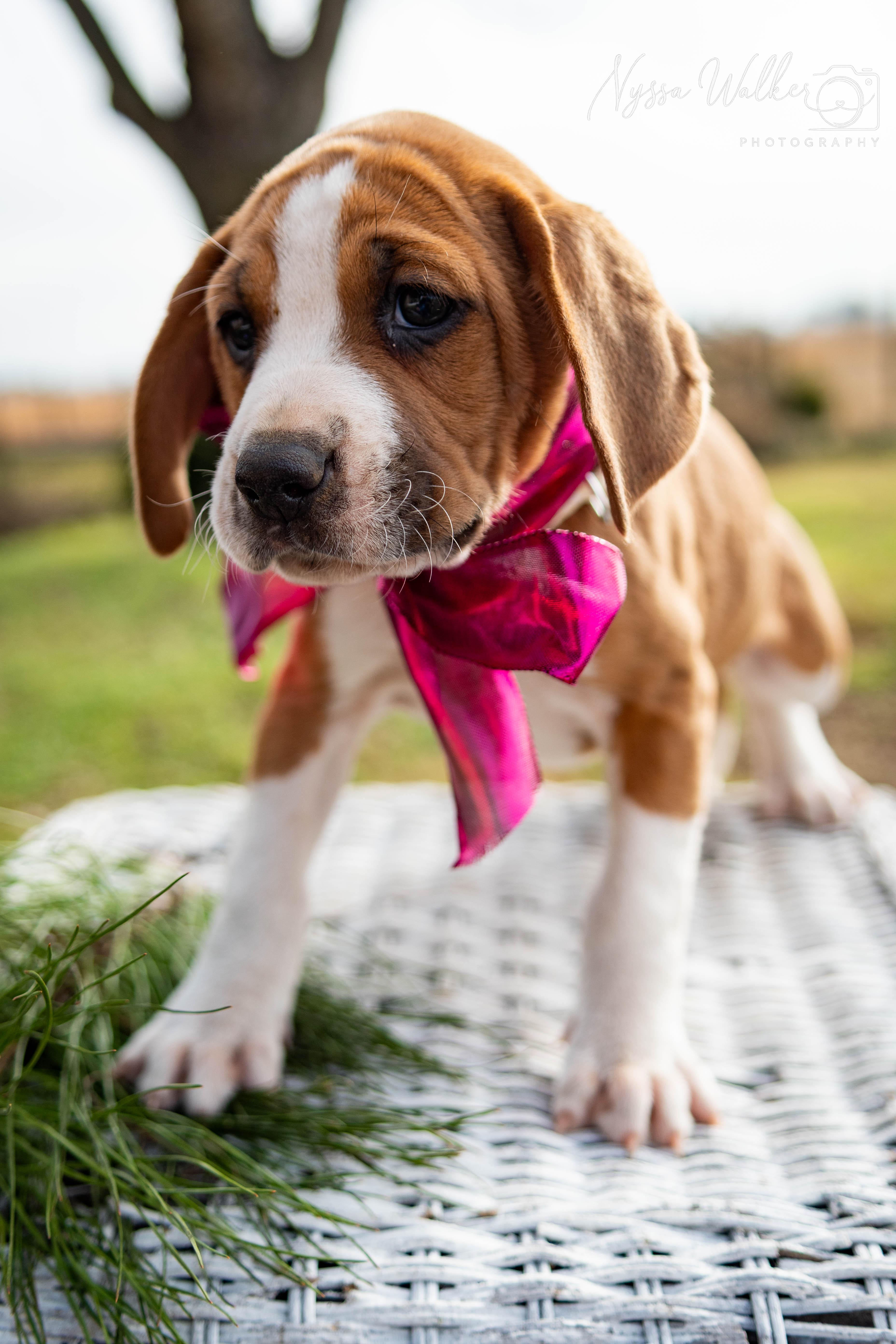Enlarge Cedar (Female), a Adoptable English Coonhound in TULSA, OK image 6/6