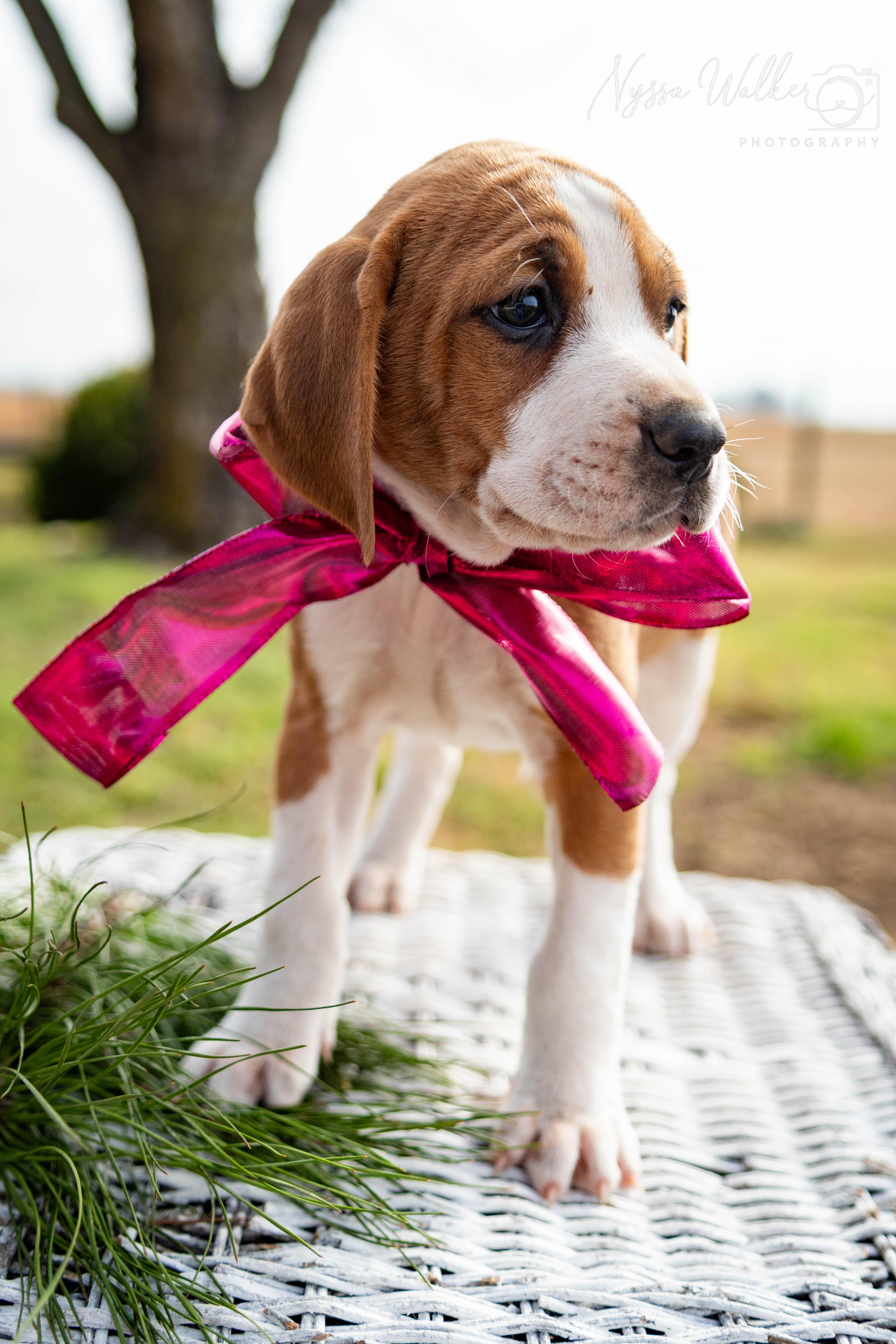 Enlarge Cedar (Female), a Adoptable English Coonhound in TULSA, OK image 2/6