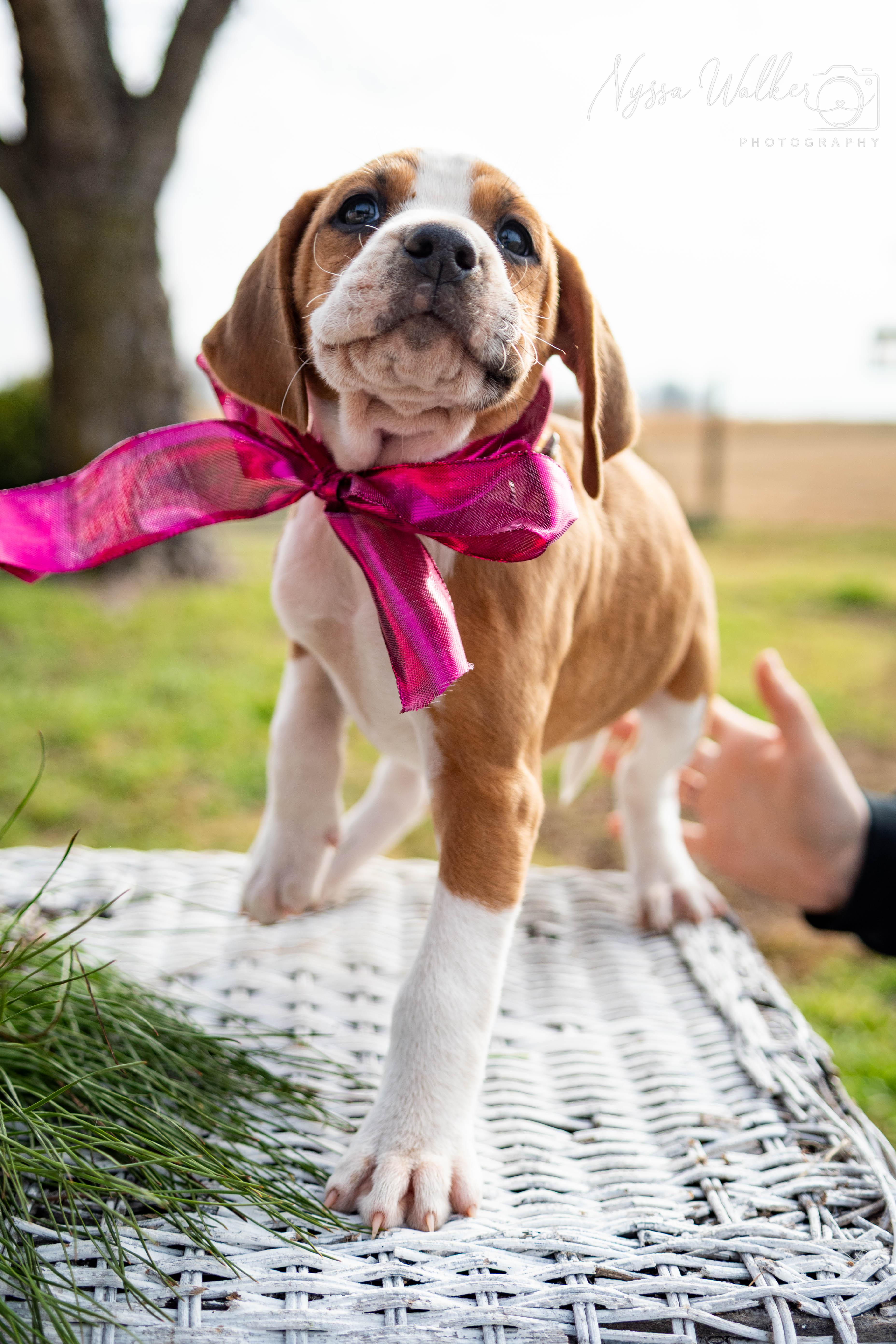 Enlarge Cedar (Female), a Adoptable English Coonhound in TULSA, OK image 1/6