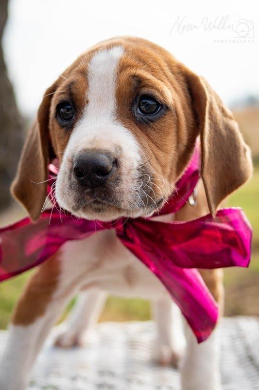 Enlarge Cedar (Female), a Adoptable English Coonhound in TULSA, OK image 5/6