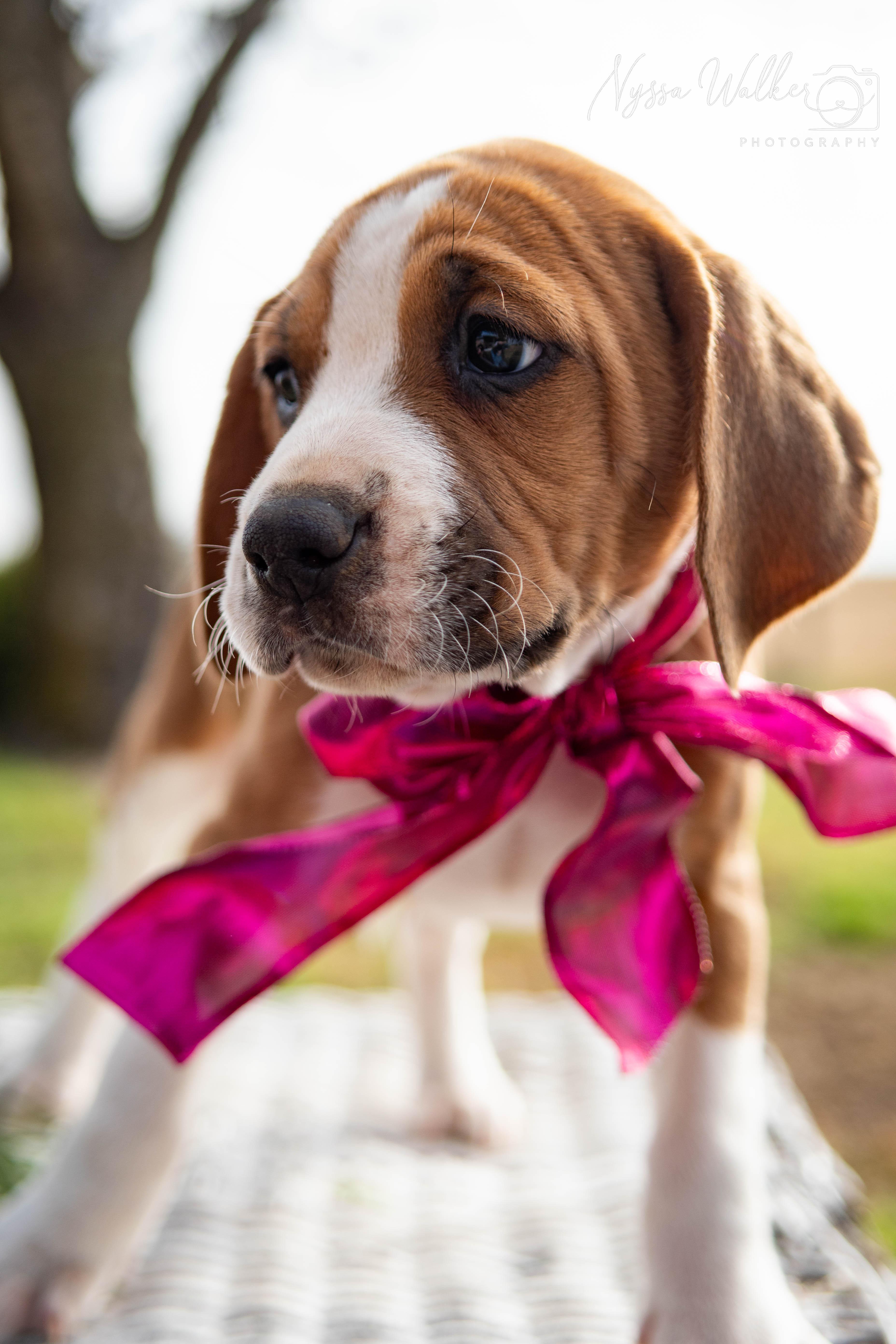 Enlarge Cedar (Female), a Adoptable English Coonhound in TULSA, OK image 3/6