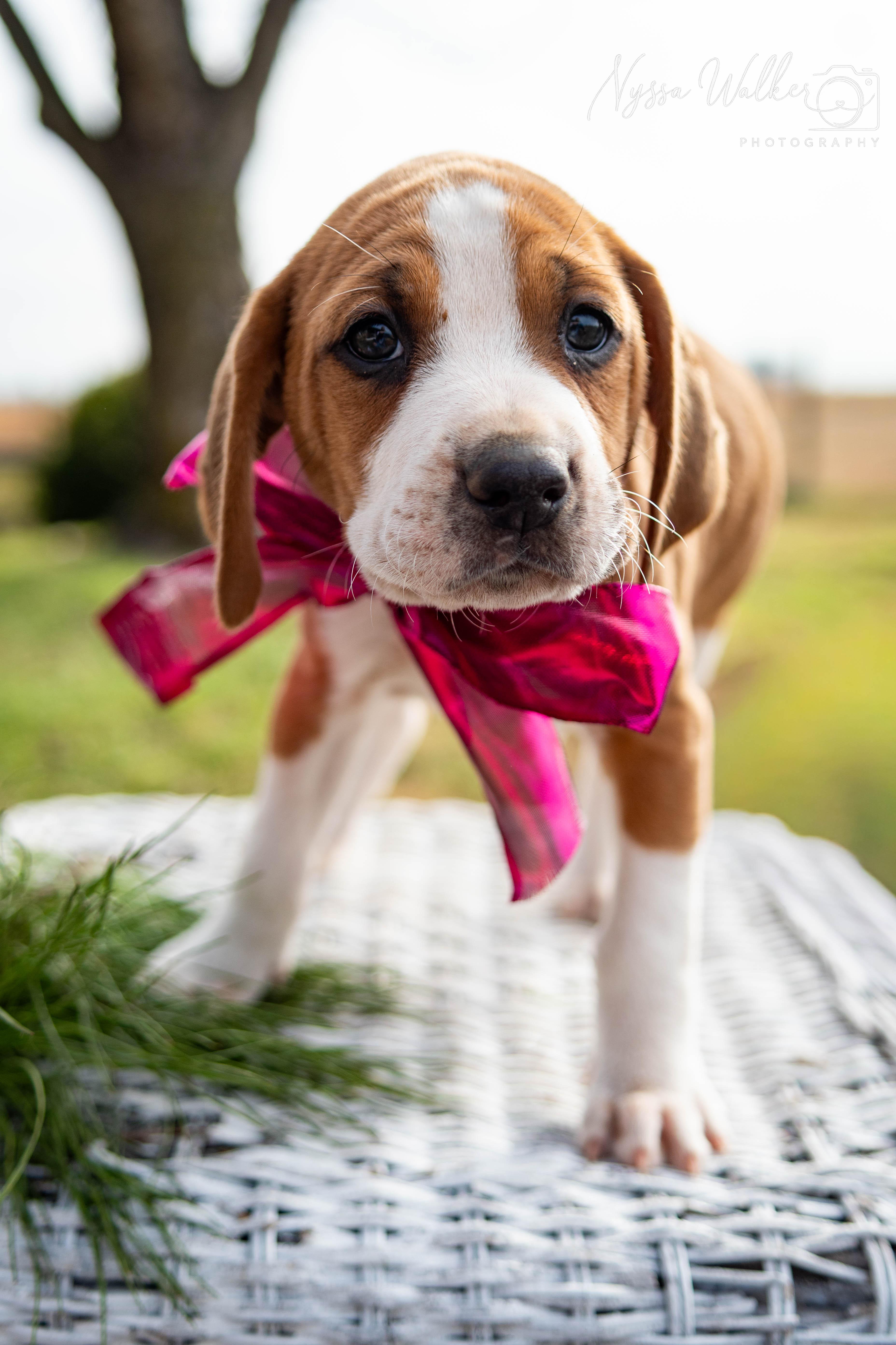 Enlarge Cedar (Female), a Adoptable English Coonhound in TULSA, OK image 4/6