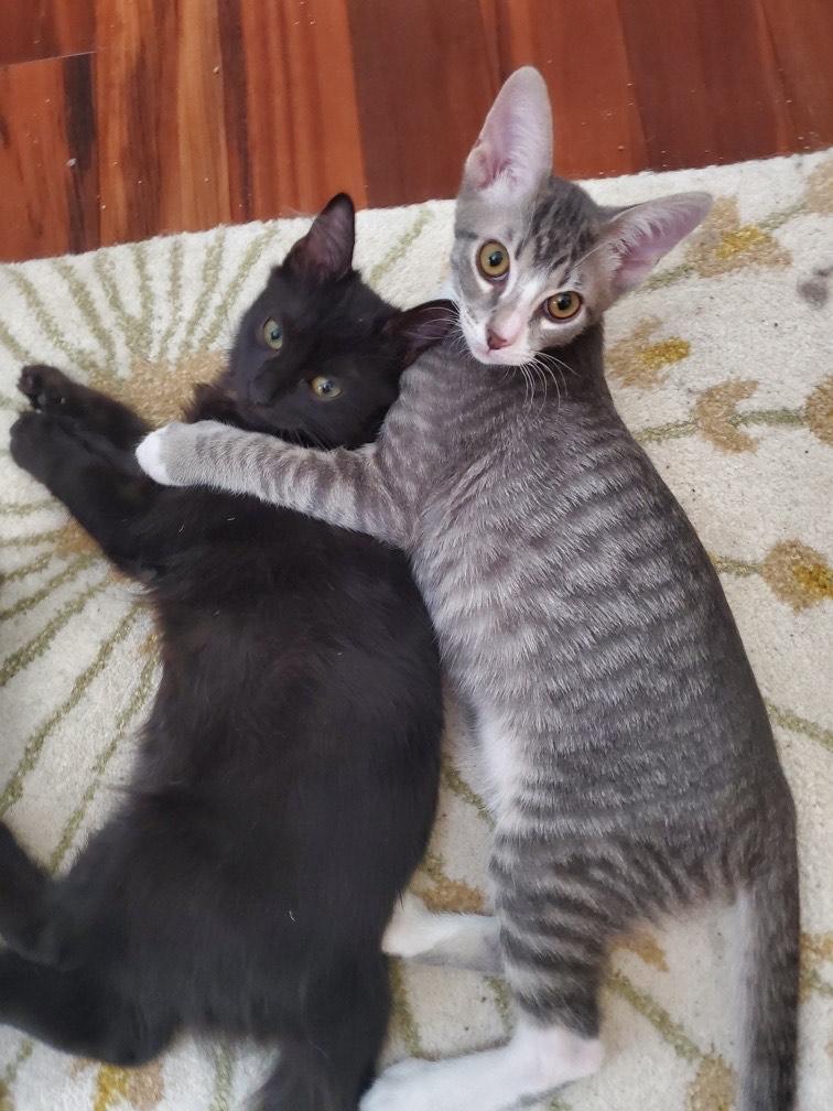 Emperor Pawpatine & Zeke