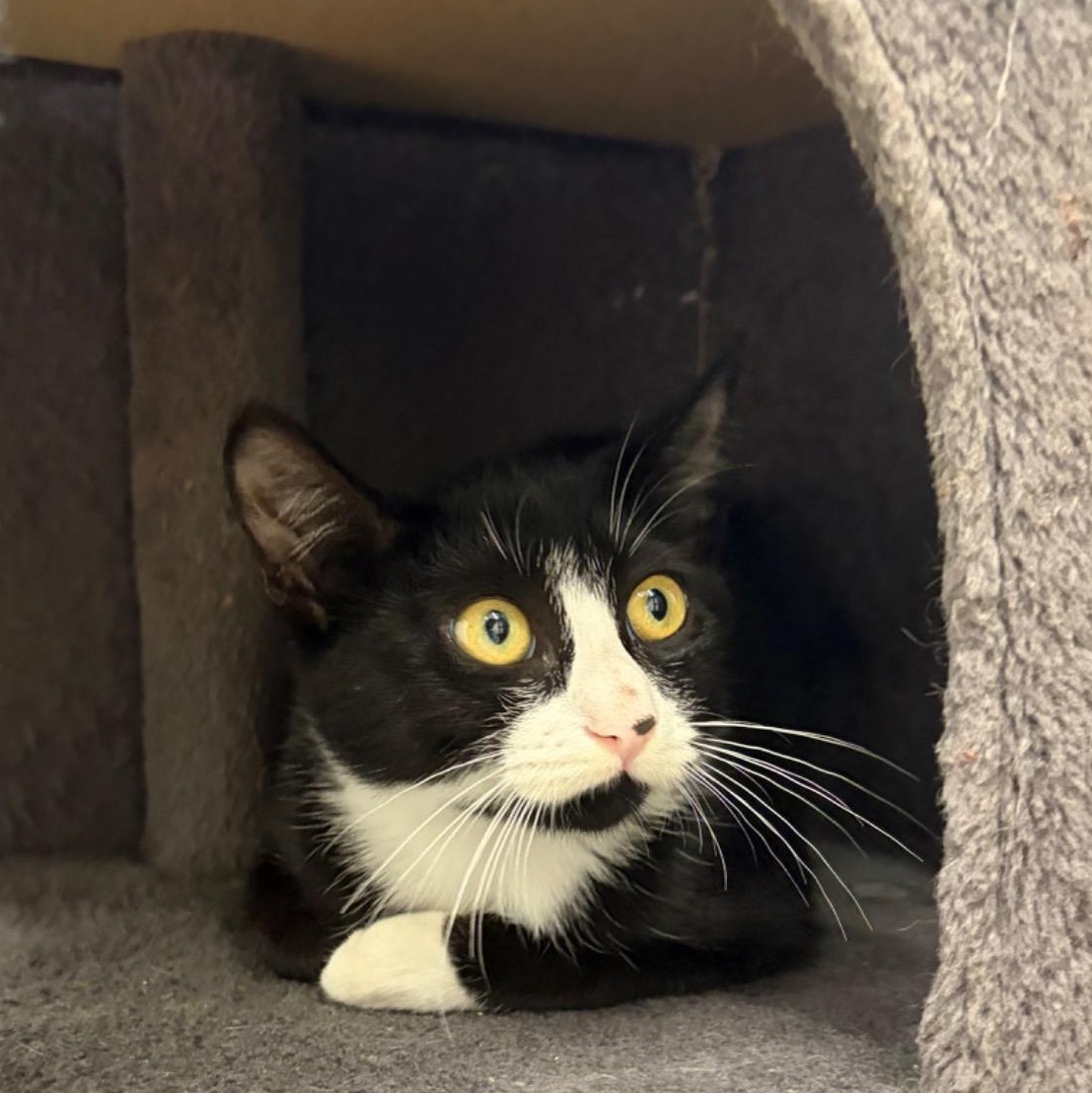 Enlarge Bob, a Adopted Domestic Short Hair in AQUEBOGUE, NY image 1/1