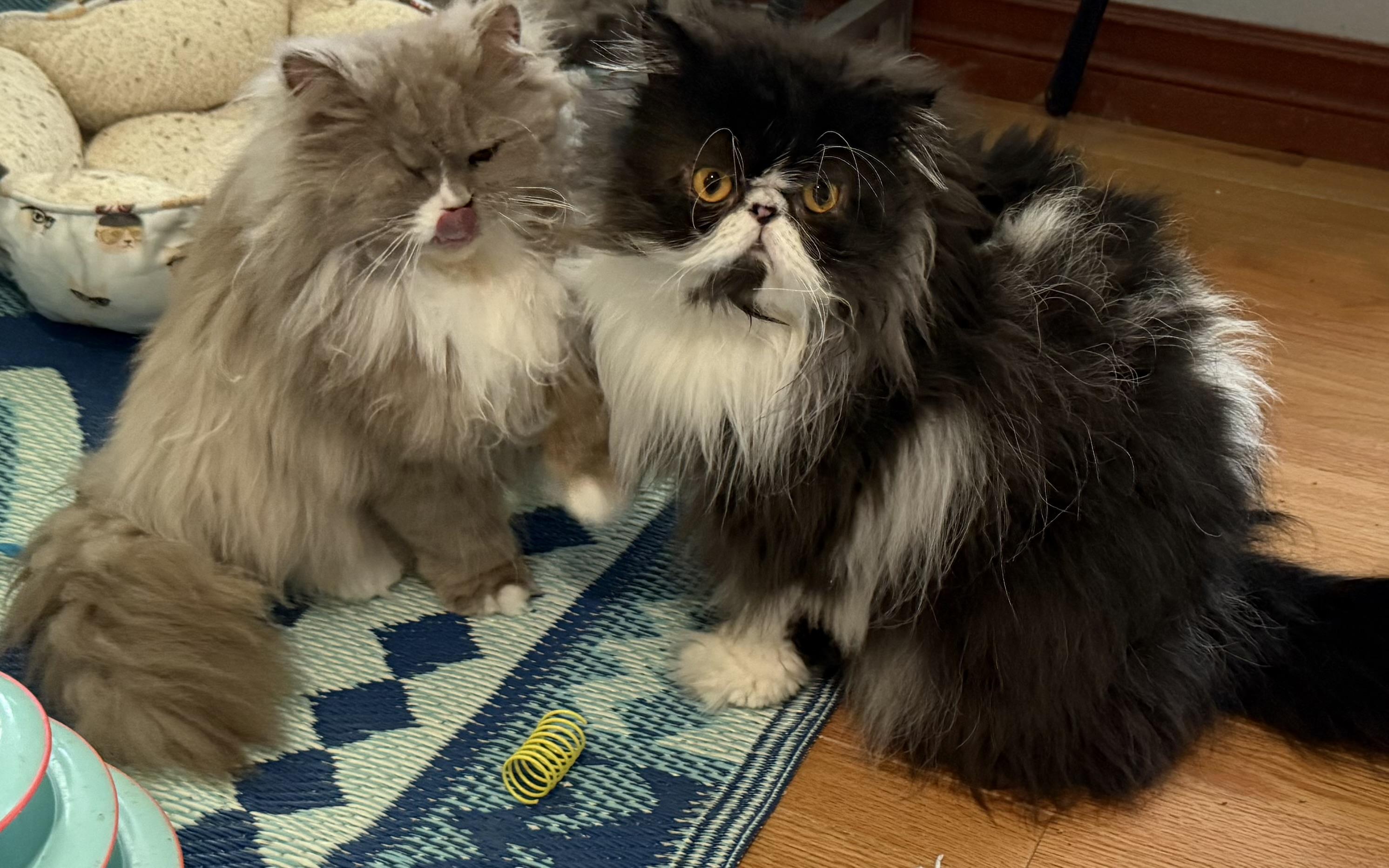 Figaro (bonded with Mittens)