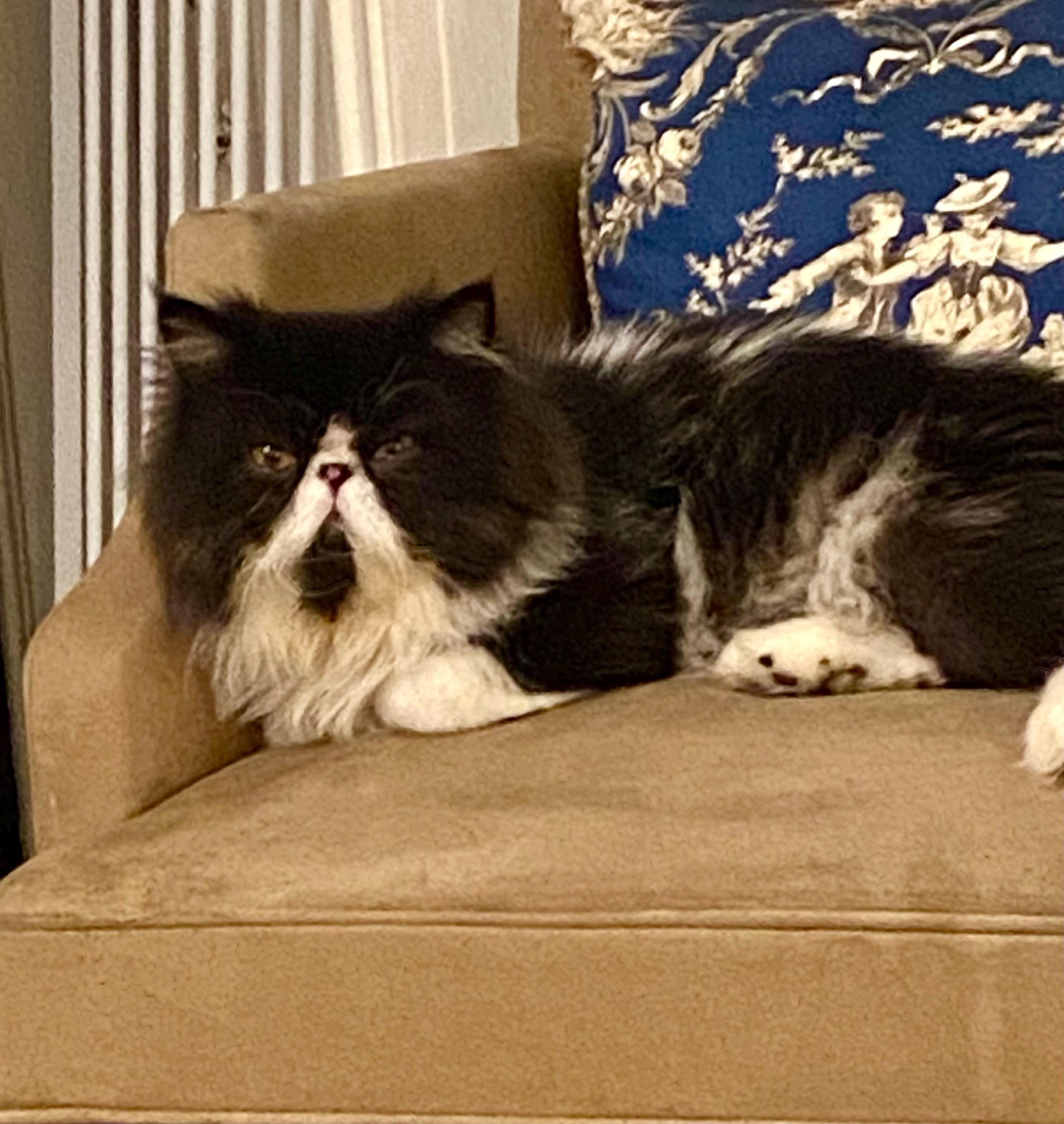 Figaro (bonded with Mittens)