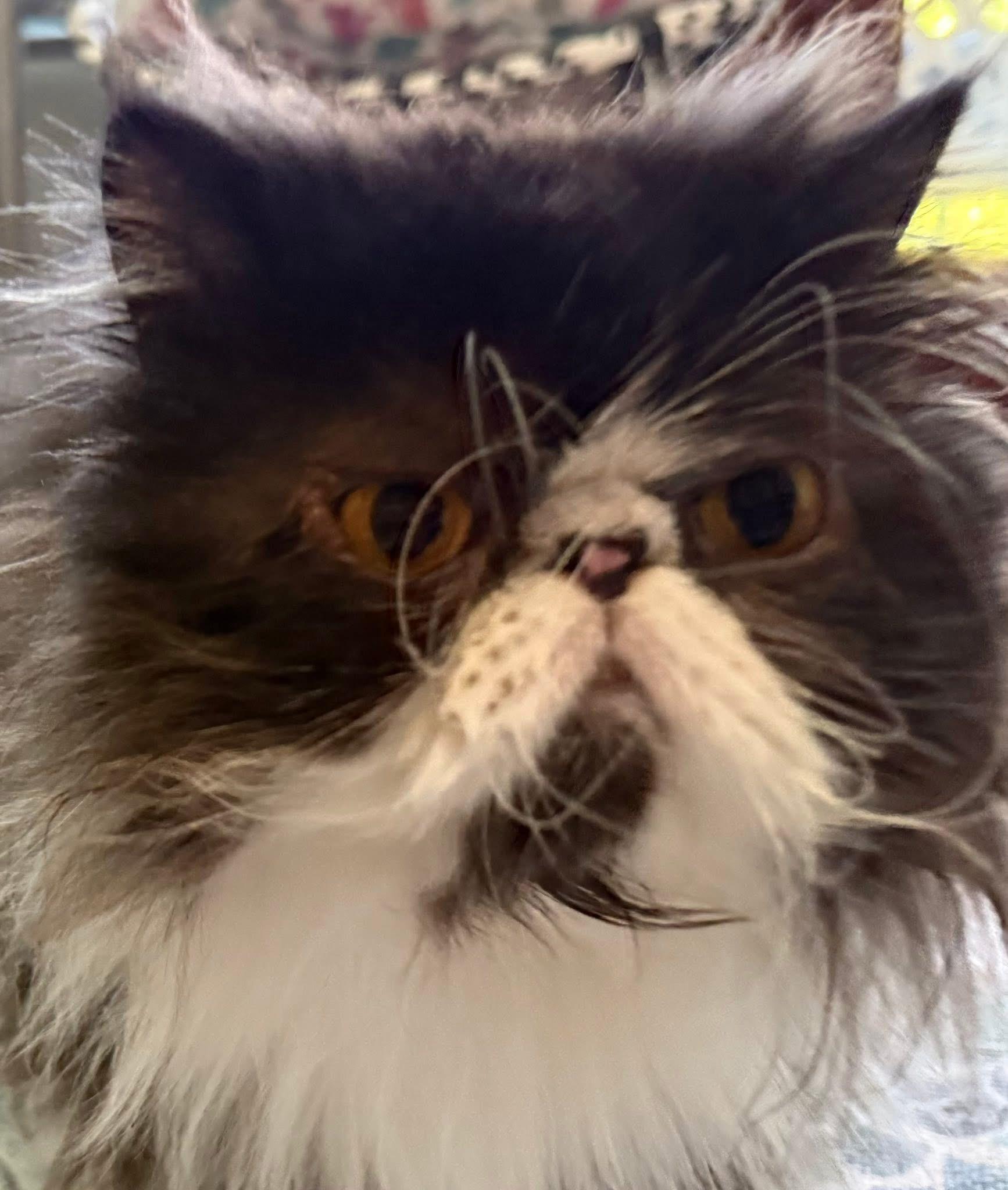 Figaro (bonded with Mittens)