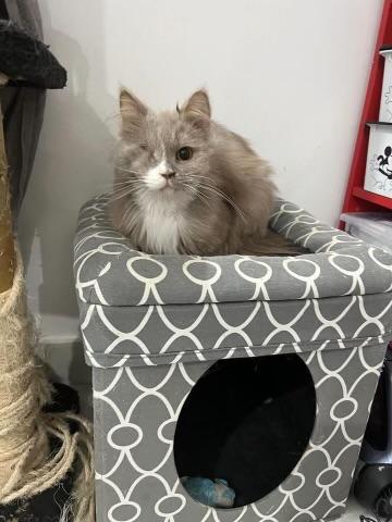 Figaro (bonded with Mittens)