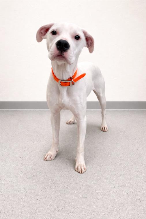 Enlarge Lady, a Adoptable mixed breed in Maryville, TN image 1/6