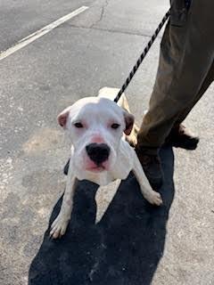 Enlarge Lady, a Adoptable mixed breed in Maryville, TN image 2/6