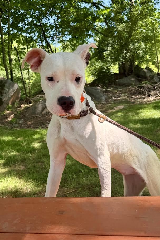 Enlarge Lady, a Adoptable mixed breed in Maryville, TN image 3/6