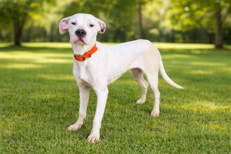 Enlarge Lady, a Adoptable mixed breed in Maryville, TN image 4/6