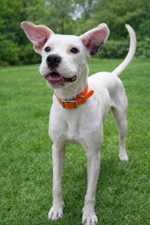 Enlarge Lady, a Adoptable mixed breed in Maryville, TN image 5/6