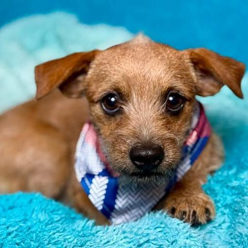 Enlarge Oslo, a Adoptable mixed breed in San Antonio, TX image 2/5